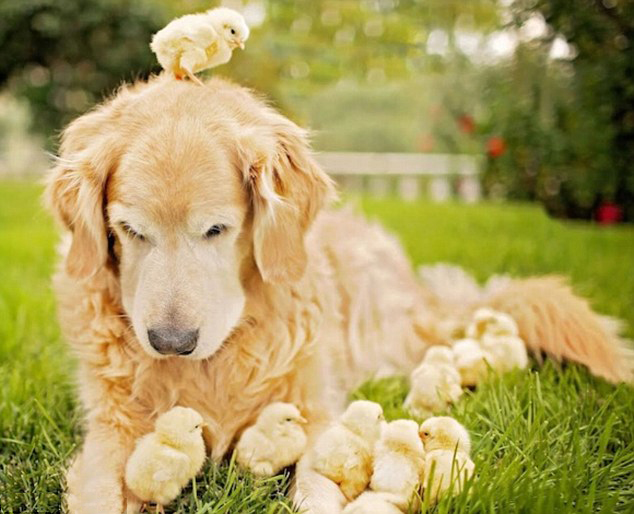 狗狗与鸡仔的温暖瞬间 狗狗与鸡仔的温暖瞬间