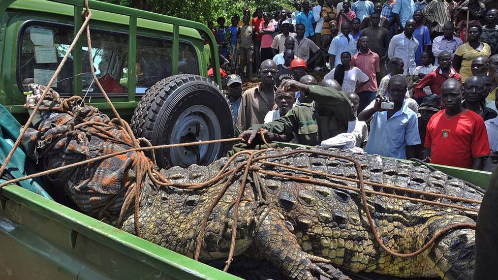 乌干达捕获1吨重食人巨鳄 被指已吃掉6人[组图]