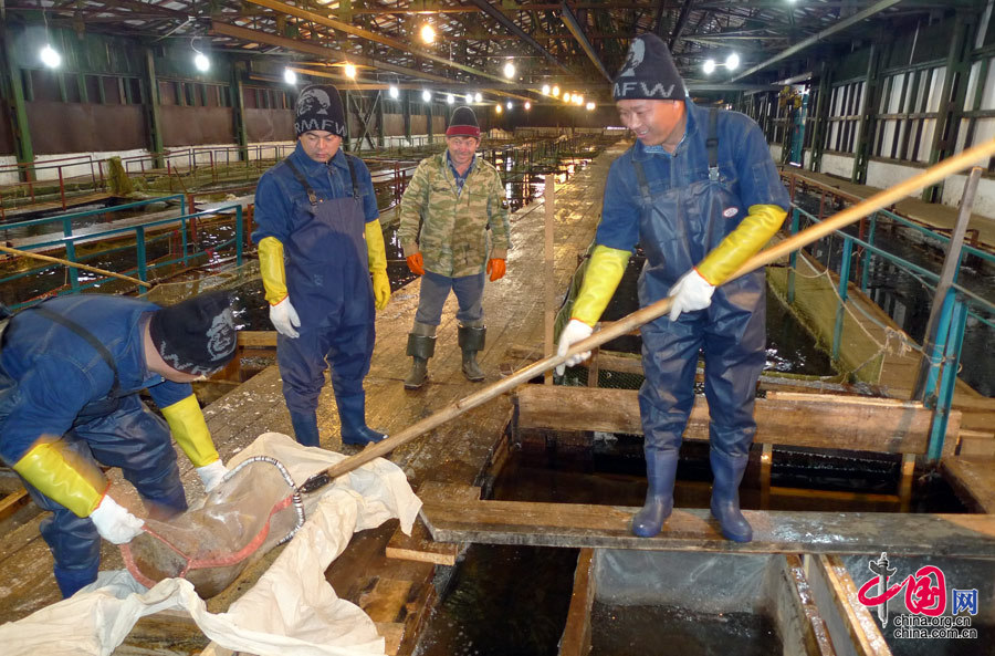 2012年10月，赛湖渔业公司派员赴俄罗斯进行凹目白鲑人工繁育技术培训，图为学员在巴尔卡孵化场学习凹目白鲑自然产卵技术。