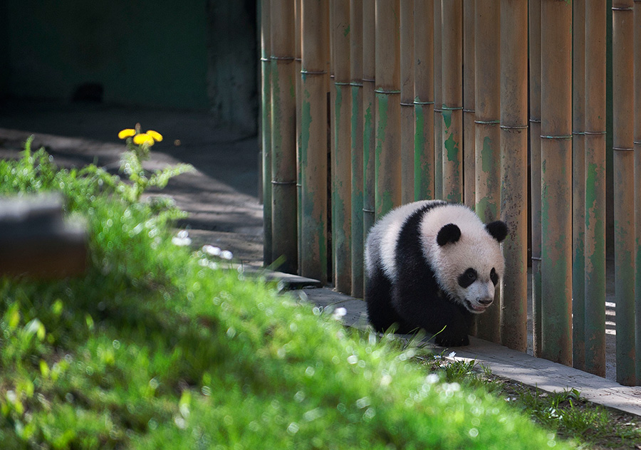 4月9日，在西班牙马德里，大熊猫“星宝”在户外活动。新华社记者谢海宁摄