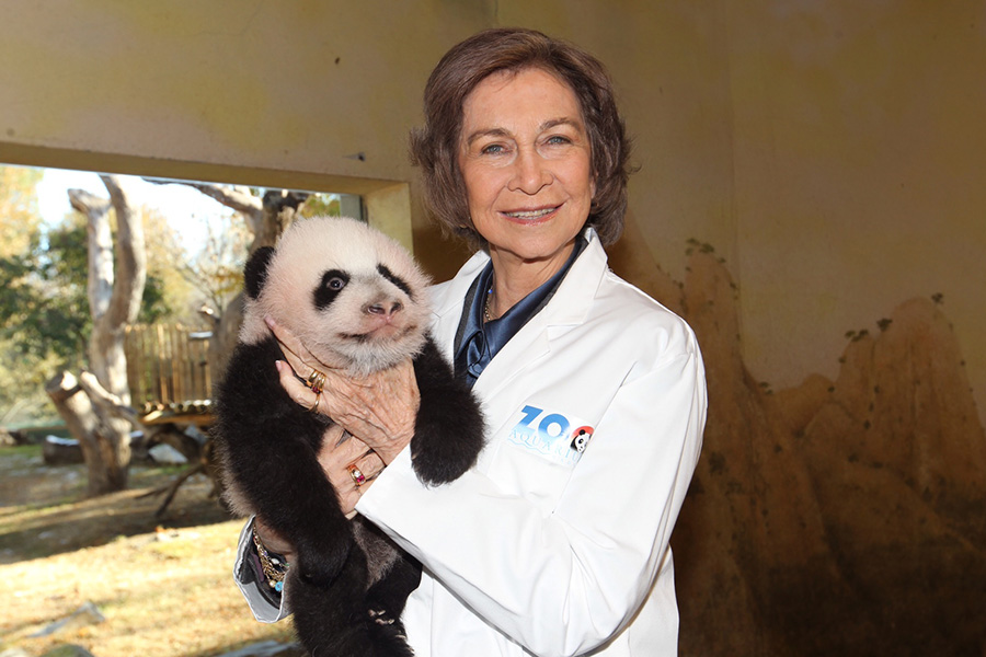这张2013年11月28日拍摄的资料照片显示的西班牙王后索菲亚到动物园看望大熊猫“星宝”。新华社发（马德里动物园提供）