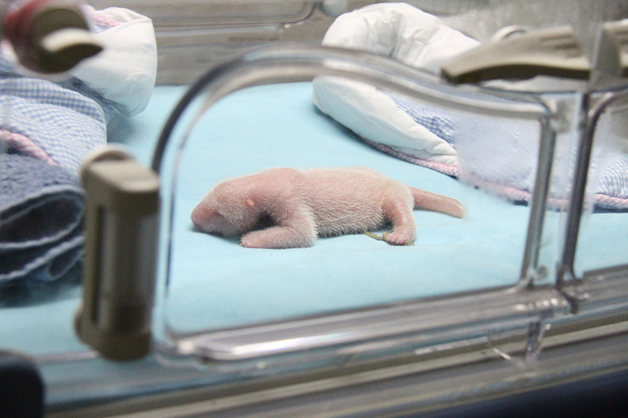 这张2013年8月30日拍摄的资料照片显示的是刚出生的大熊猫“星宝”。新华社发（马德里动物园提供）