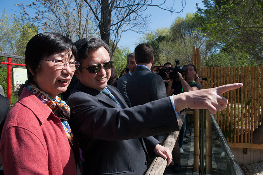 4月9日，在西班牙馬德里，中國駐西班牙大使朱邦造（左二）到動物園看望大熊貓“星寶”。新華社記者謝海寧攝