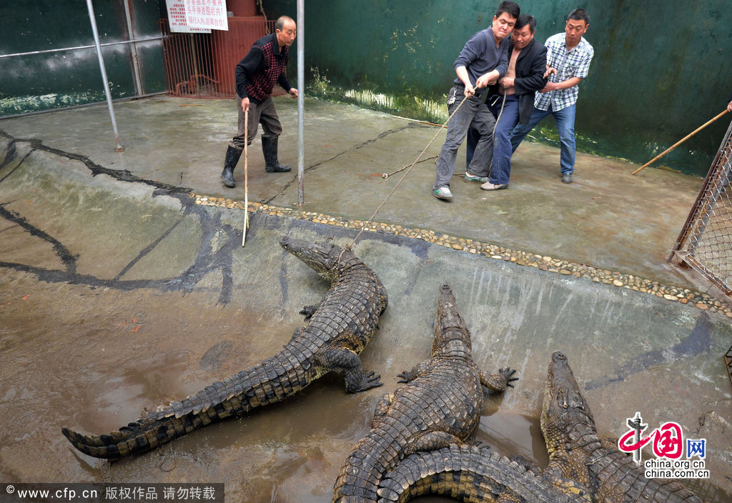 武汉：驯鳄师帮22条冬眠鳄鱼搬家