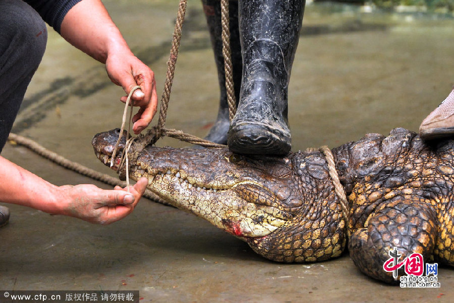 武汉：驯鳄师帮22条冬眠鳄鱼搬家