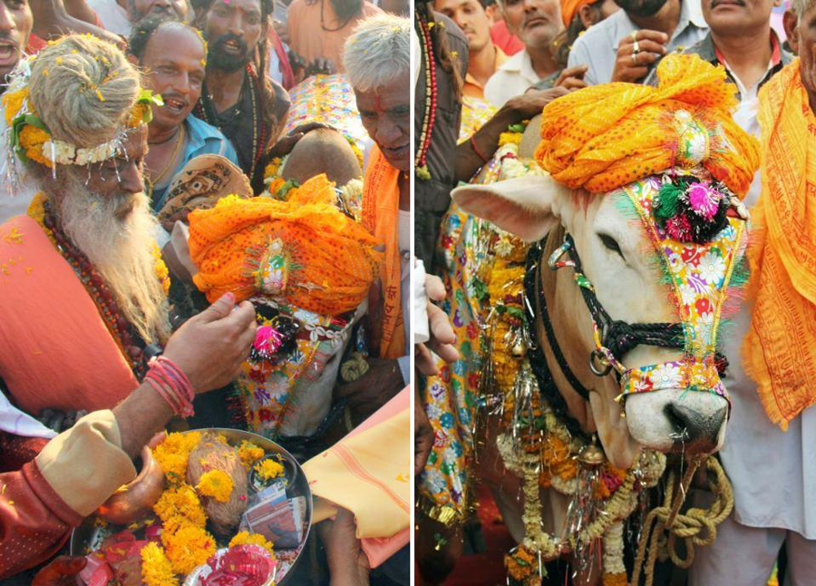 印度村民花10万为两头牛举办盛大婚礼