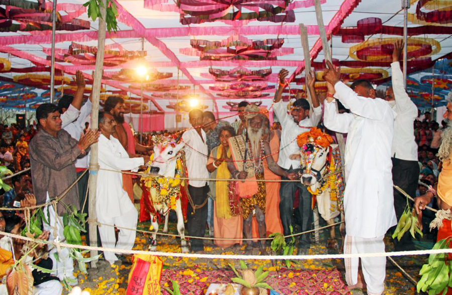 印度村民花10万为两头牛举办盛大婚礼