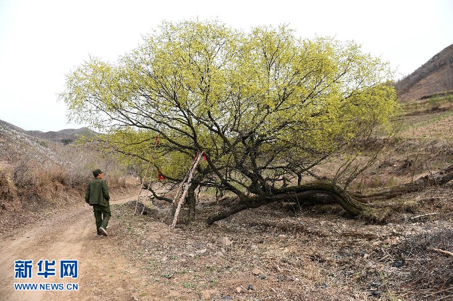 河北隆化县一棵古树200年“行走”百余米