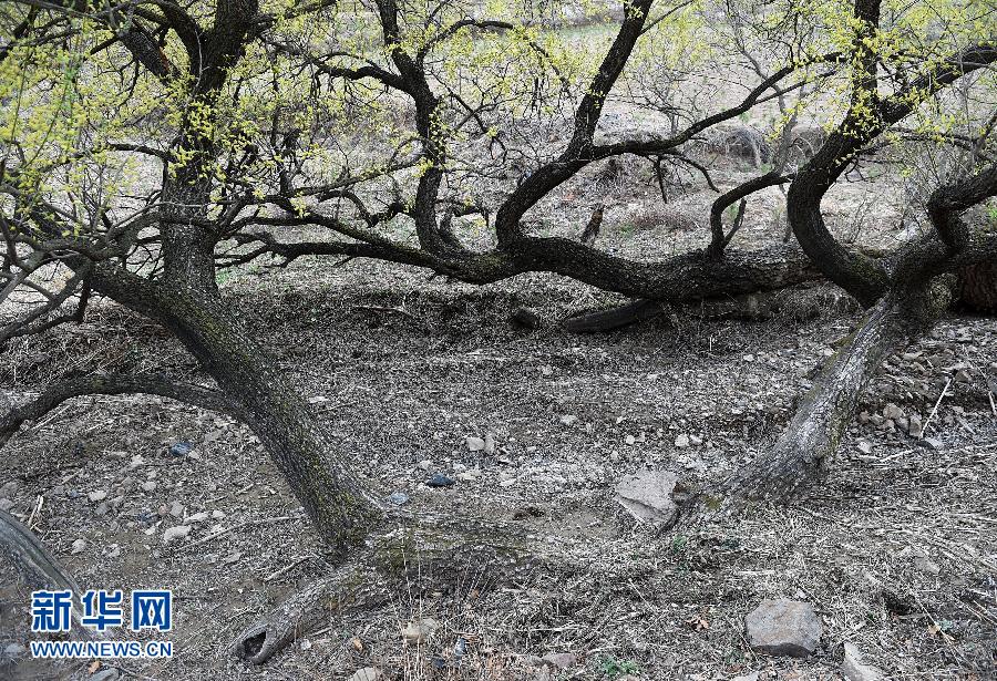 河北隆化縣一棵古樹200年“行走”百餘米