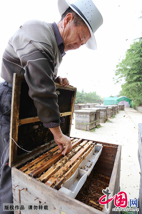 老張打開蜂箱，裝填挖過的蜂王漿巢篩，換上新的，每天老張都要給每一個蜂箱換一次。