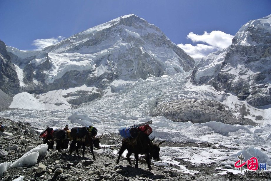 珠峰大雪崩惨剧或令今年登山季提前结束[组图]