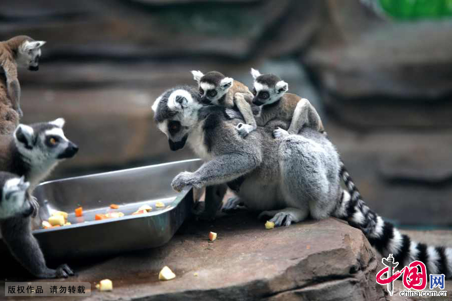 郑州动物园环尾狐猴先后产两对双胞胎非常罕见