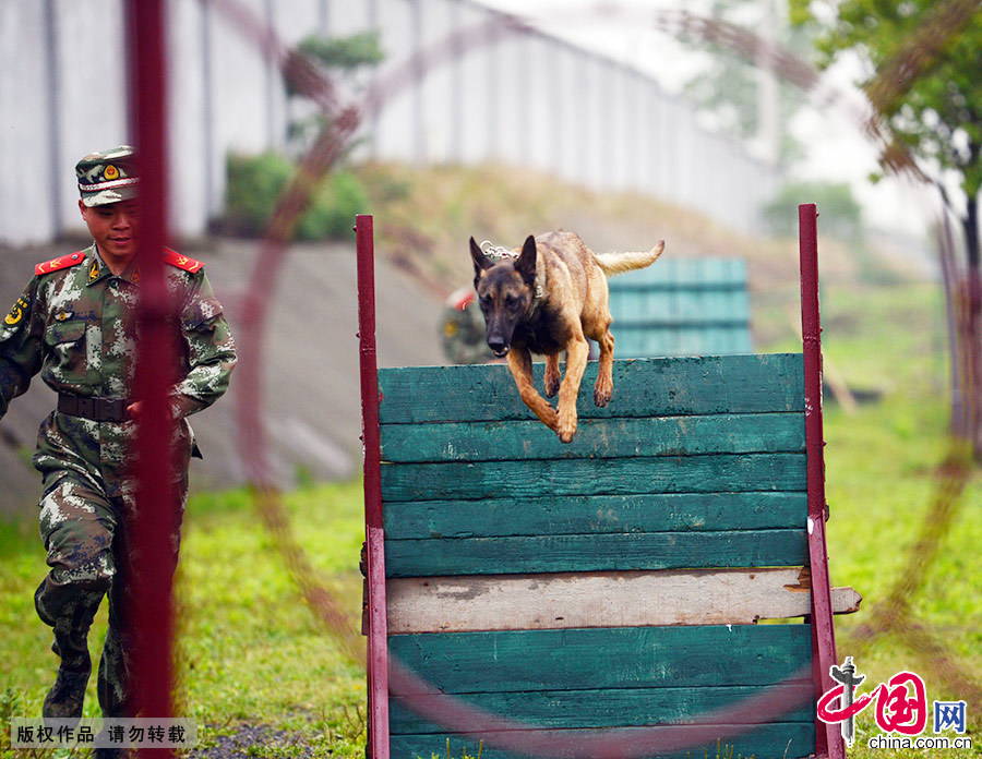 图为一名训犬员组织警犬进行跳跃障碍科目训练
