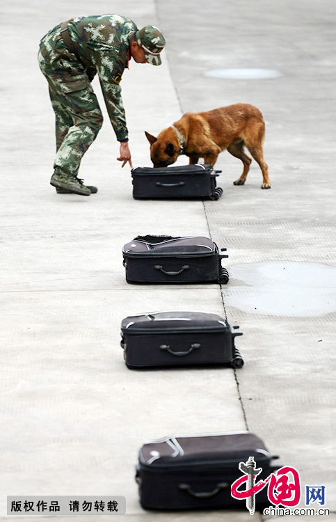 一名训犬员组织警犬进行搜毒、搜爆科目训练。