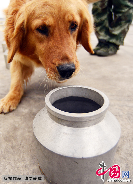 训犬员组织警犬进行气味鉴别科目训练。