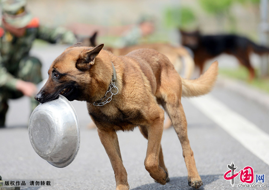 一只警犬衔着自己的“餐具”，来到训犬员身边准备“开饭”。