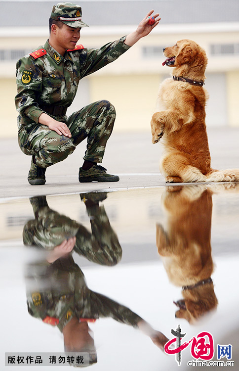 武警训犬员们亲切地称警犬为“无言的战友”。