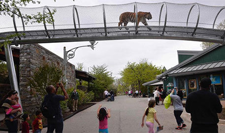 美国动物园为老虎建空中散步通道