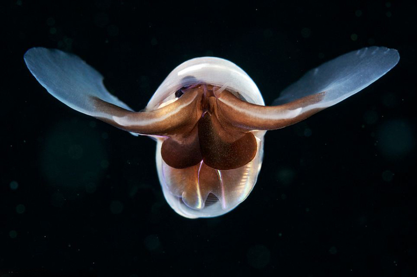 视觉盛宴:深海的奇特生物