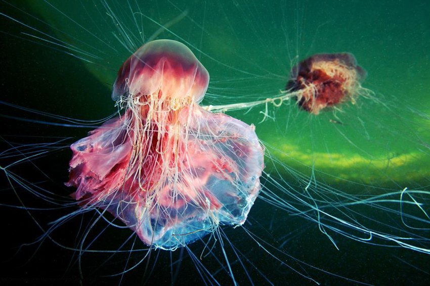视觉盛宴 摄影师 地球 每日邮报 海天使 蠕虫 潜水 2008年 海底生物