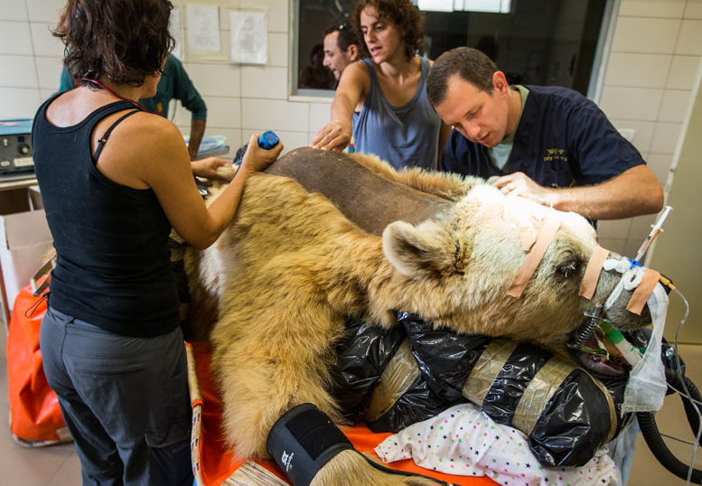 以色列动物园为患椎间盘突出棕熊进行脊椎手术