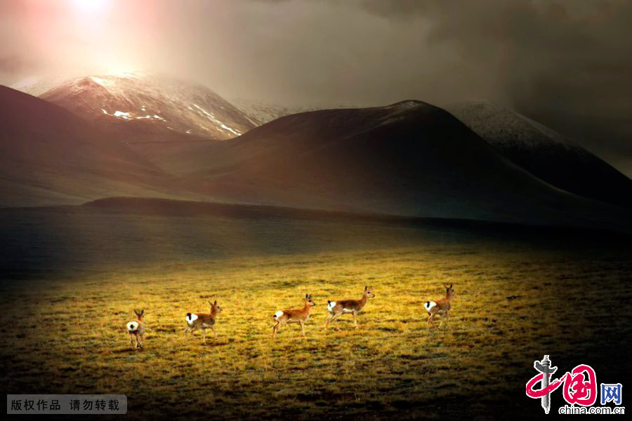 高原无人区奔走的藏羚羊