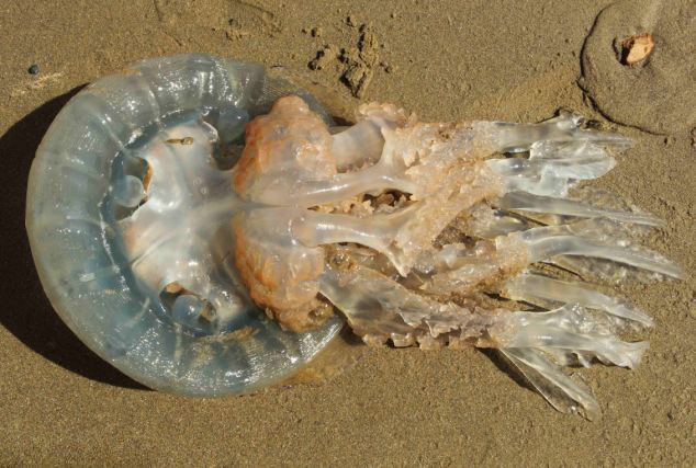 英海岸因氣溫回暖遭巨型水母“入侵”[組圖]