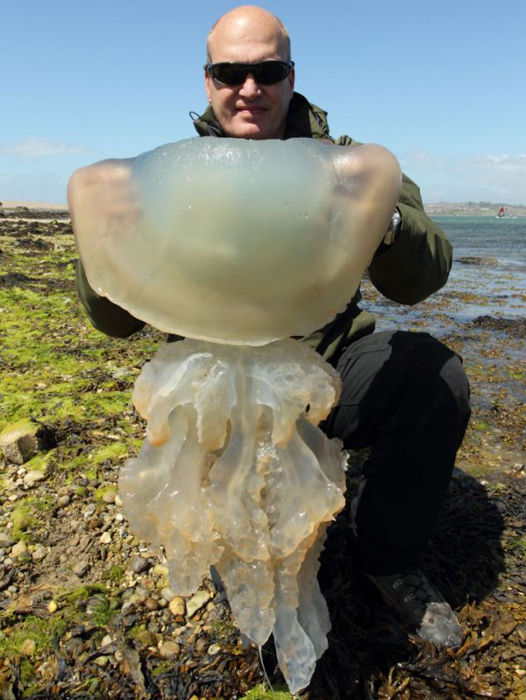 英海岸因氣溫回暖遭巨型水母“入侵”[組圖]