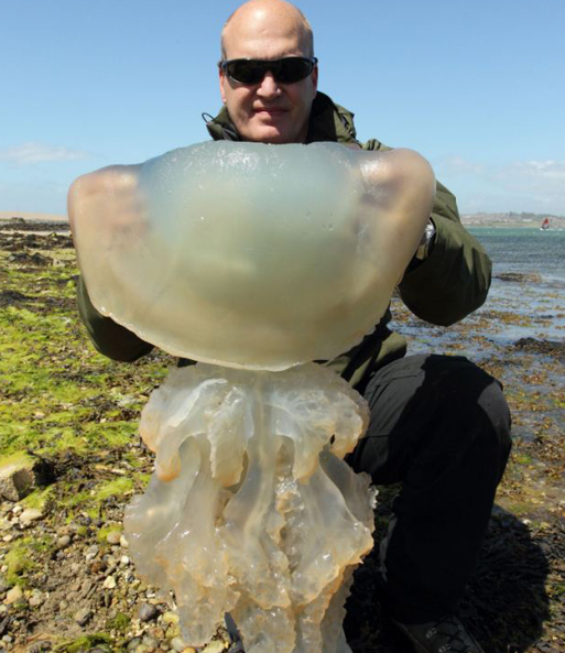 英海岸因气温回暖遭巨型水母入侵