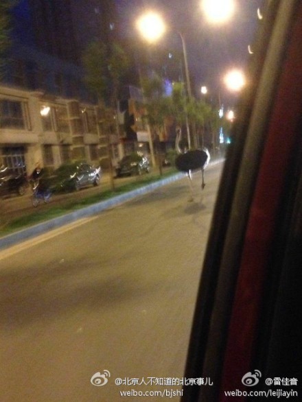 5月13日凌晨，北京朝阳北辰福第小区附近惊现一只鸵鸟，在街上大步流星地奔跑，并超越了路上多辆汽车。潇洒的姿态吸引路人纷纷驻足围观。当时，警车在后方追赶，以防鸵鸟影响交通。|图片来源：微博网友@雷佳音