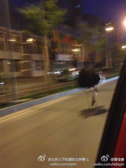  5月13日凌晨，北京朝阳北辰福第小区附近惊现一只鸵鸟，在街上大步流星地奔跑，并超越了路上多辆汽车。潇洒的姿态吸引路人纷纷驻足围观。当时，警车在后方追赶，以防鸵鸟影响交通。|图片来源：微博网友@雷佳音