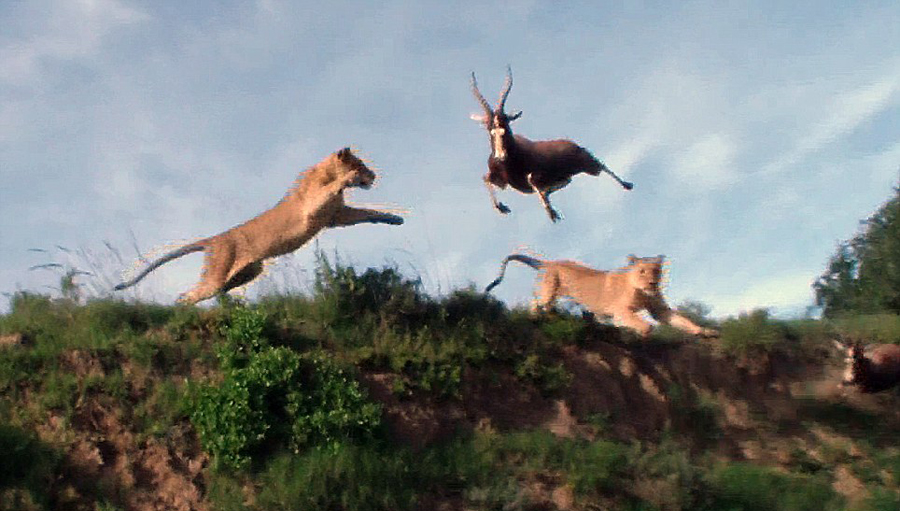 非洲羚羊跃起4米高遭狮子腾空而起捕食[组图]