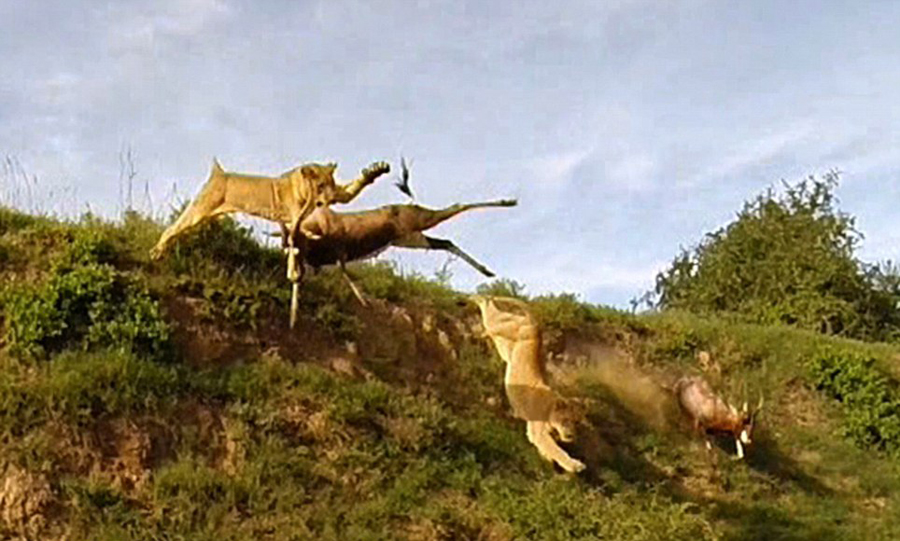 非洲羚羊躍起4米高遭獅子騰空而起捕食[組圖]