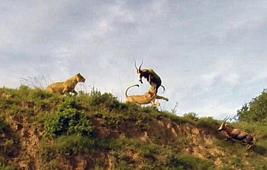 非洲羚羊躍起4米高遭獅子騰空而起捕食[組圖]