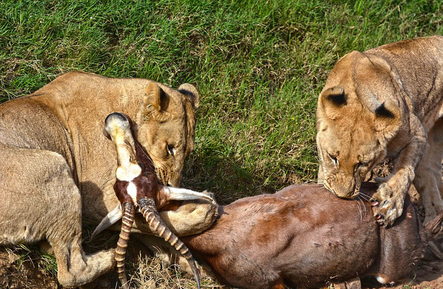 非洲羚羊跃起4米高遭狮子腾空而起捕食[组图]
