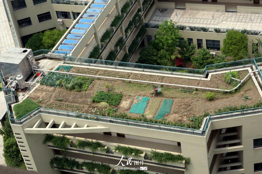 杭州一小學現空中菜園 讓學生親近自然