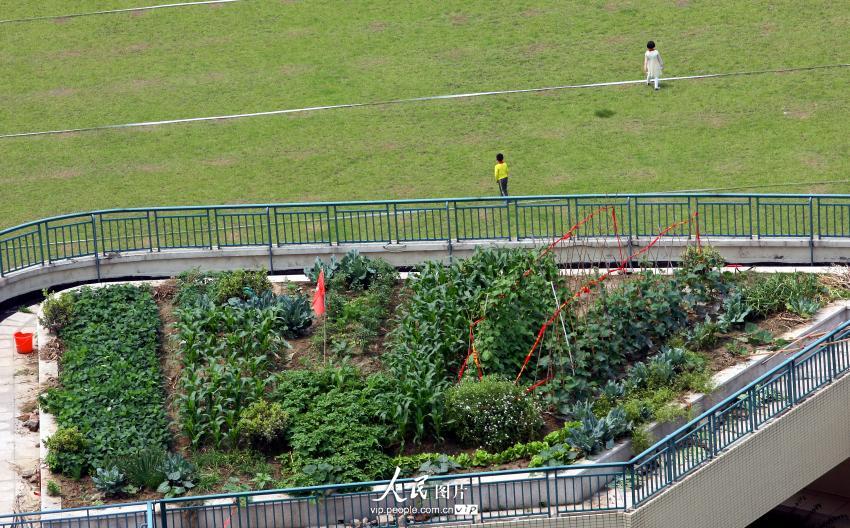 杭州一小學現空中菜園 讓學生親近自然