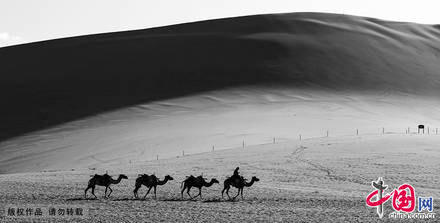 被称作“沙漠之舟”的骆驼，是沙漠地区必不可少的交通运输工具，也是人们亲密的朋友。 中国网图片库 徐海洋 摄