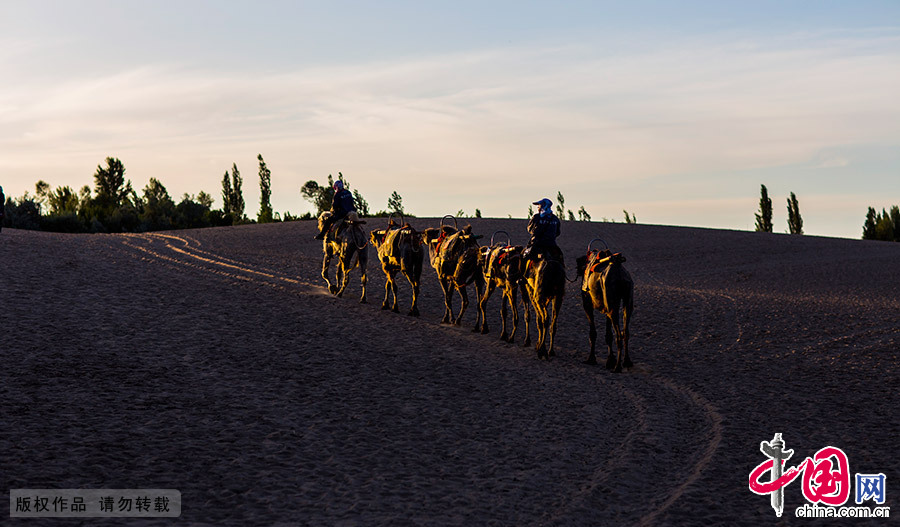 夕阳下，一队骆驼伴着牵驼人缓缓走在回家的路上。 中国网图片库 徐海洋 摄