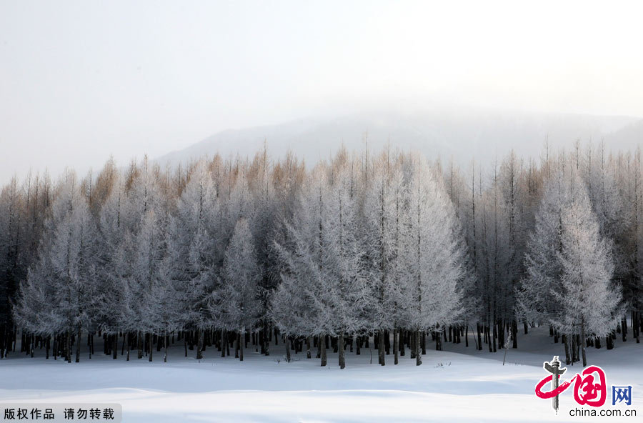 圖為新疆哈密雪後的天山銀裝素裹，蒼翠的松枝上挂滿亮晶晶的霧凇。