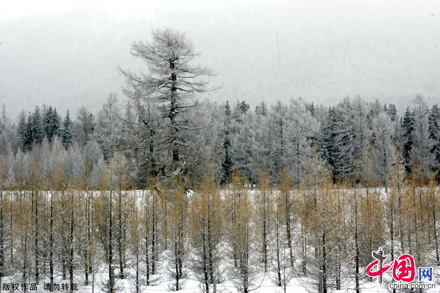 图为新疆哈密雪后的天山银装素裹，苍翠的松枝上挂满亮晶晶的雾凇。