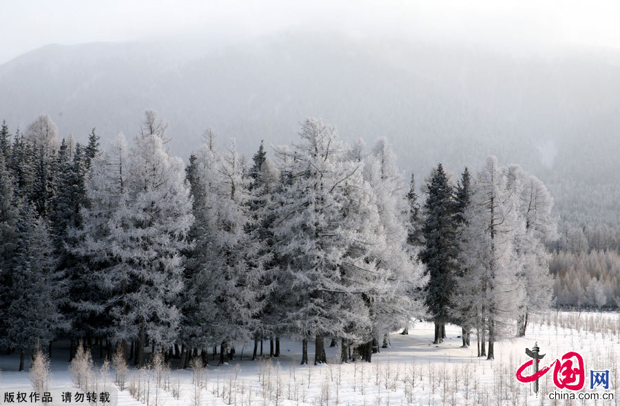 图为新疆哈密雪后的天山银装素裹，苍翠的松枝上挂满亮晶晶的雾凇。