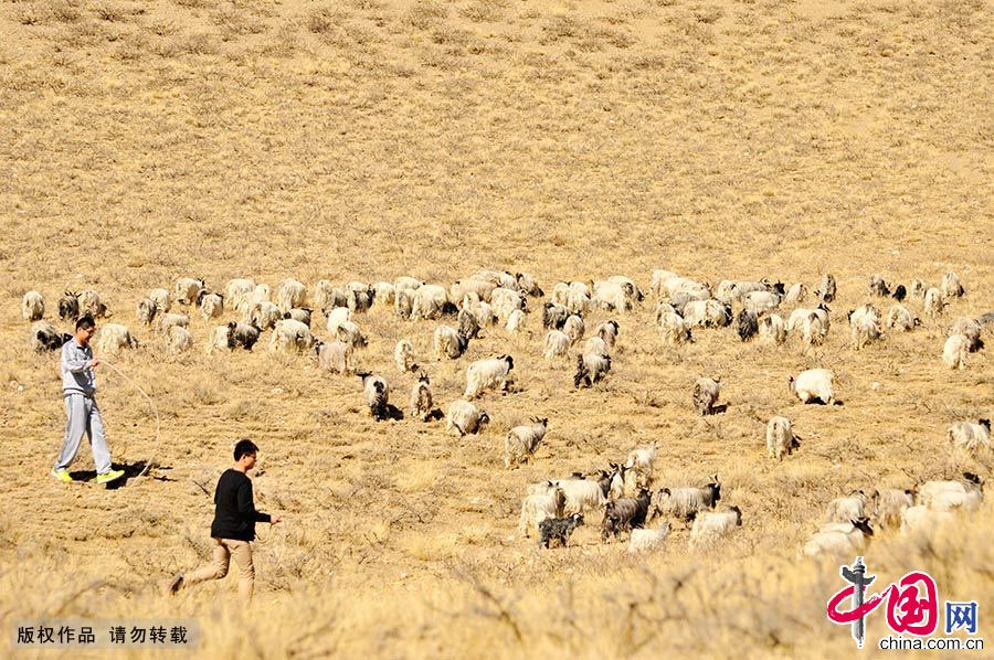 除了完成教学任务，支教团的成员们还会前往牧区，帮助藏族学生家长牧羊。