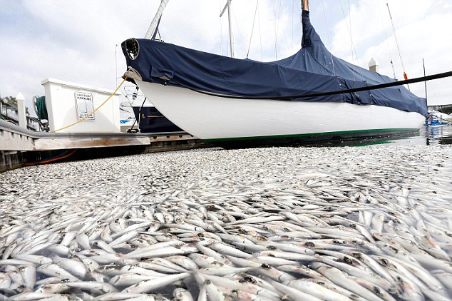 美海灣現(xiàn)7萬條死魚 重超6000斤散惡臭[組圖]