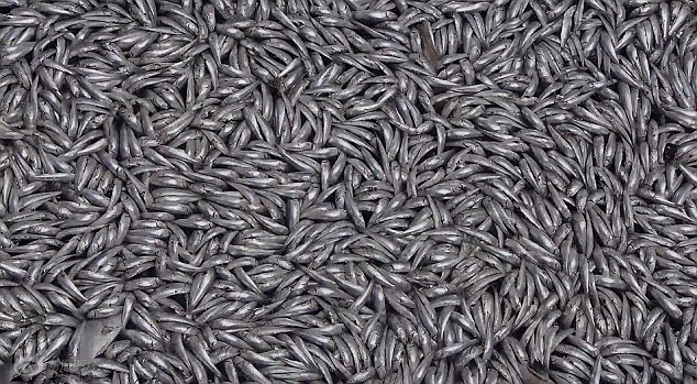 美国海湾现数万条死鱼 重超6000斤散恶臭