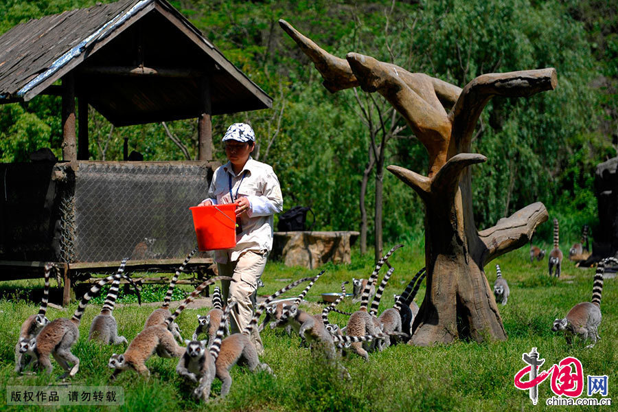 杭州野生动物世界狐猴岛，可以说是最具神秘色彩的。