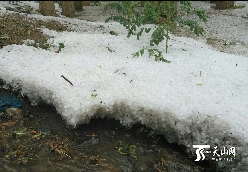新疆精河县大河沿子镇遭遇冰雹袭击 雹层厚度超过3公分[组图]