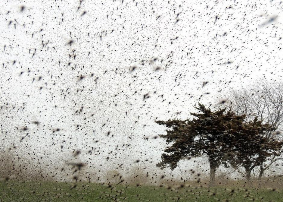 美湖區遭遇10年來最大範圍湖蠅侵襲