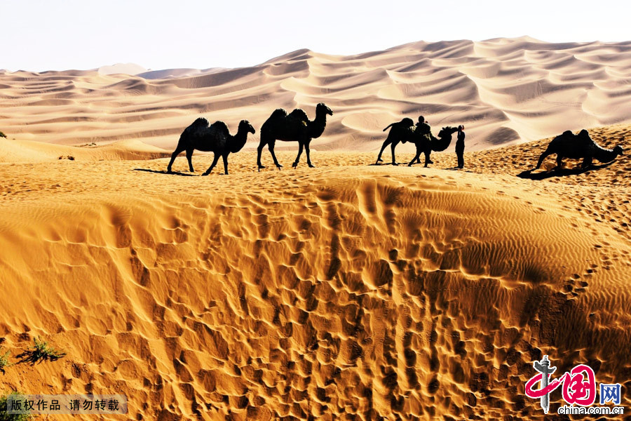 新疆哈密鸣沙山风光 沙漠 骆驼