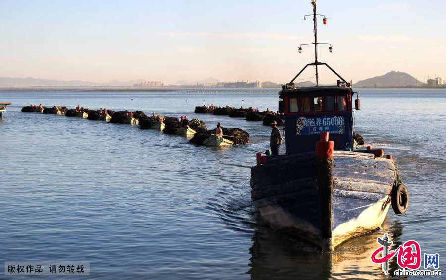 山东省荣成市蜊江港，养殖工人运载着装满海带的船只抵达港口。